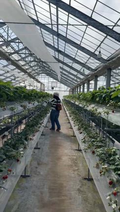 毎年恒例のいちご狩りの記事動画