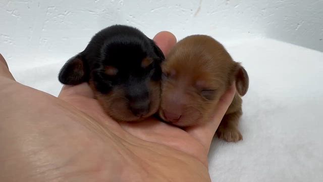 飛鳥＆翔太の成長、の記事動画