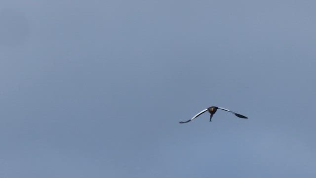 バス持っての記事動画