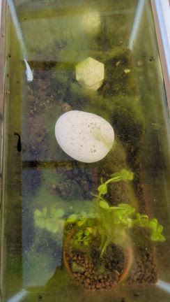 メダカのオロチとマリアージュの記事動画