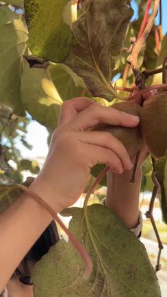 雪が降る前の大仕事、今年も無事に終わりました。の記事動画