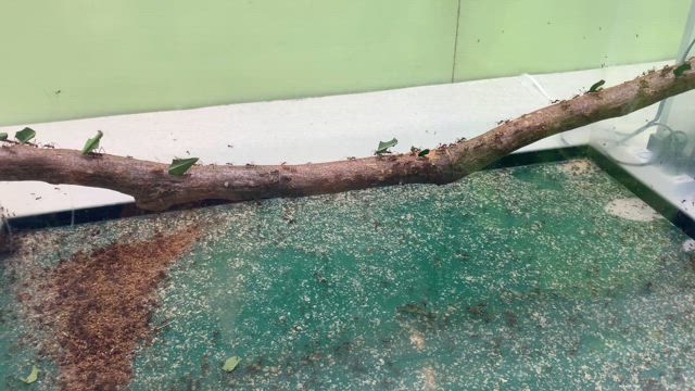 多摩動物公園へ！反抗期の息子と2人で行ってきました〜の記事動画