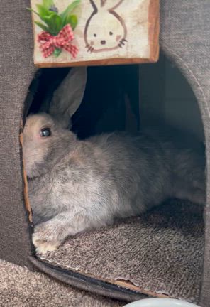 うさぎのシニアを考える！の記事動画