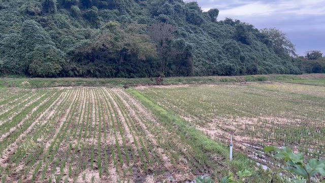 近所でイノシシ見ちゃったよ！！の記事動画