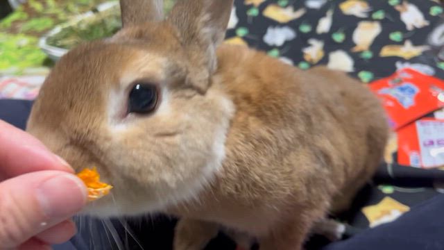 ラビファンお土産　モカ編の記事動画