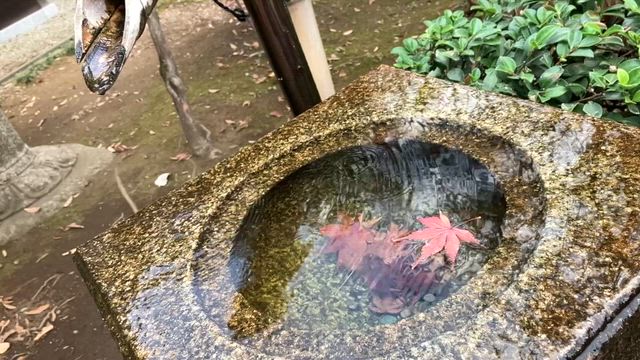 和だねの記事動画