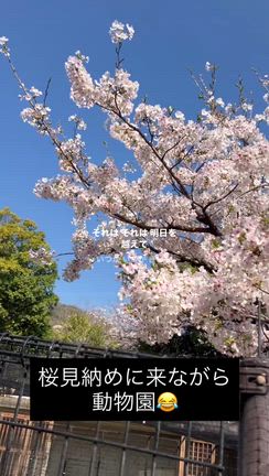 花見納めと動物園の融合の記事動画
