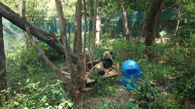 2025 上海動物園の記事動画