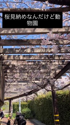 桜見納めの記事動画