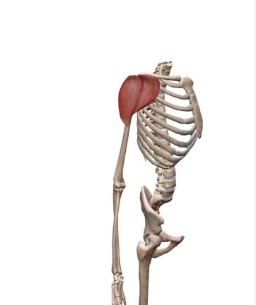 三角筋が筋肉痛にならない人が、肩を大きくする方法。の記事動画