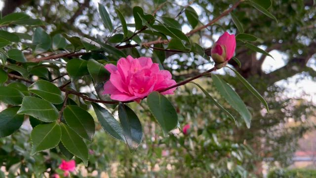 花のようにの記事動画