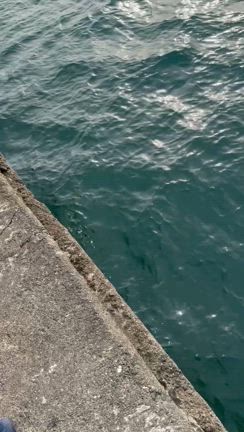 南伊勢でエギングとモンスターハント！！の記事動画