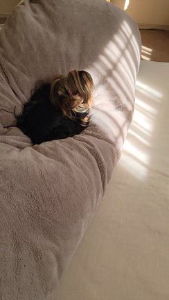 いい場所を見つけたライルの記事動画