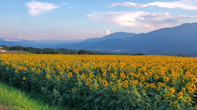 明野サンフラワーフェスの記事動画