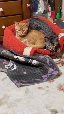 雪は降るの記事動画