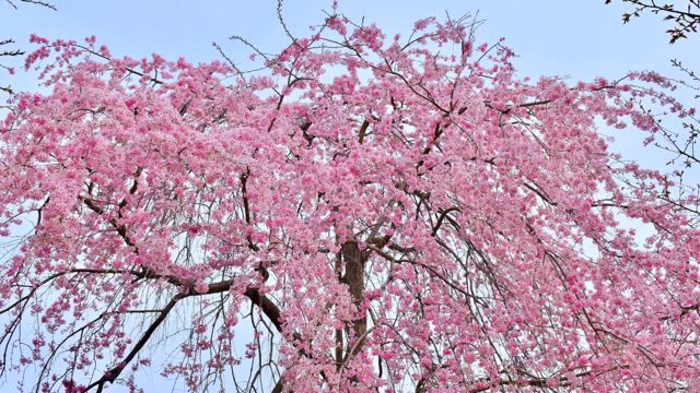 素敵な動画の記事動画