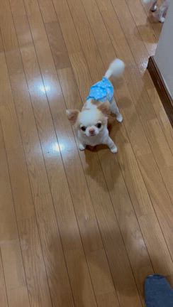 犬犬、夕方元気の記事動画