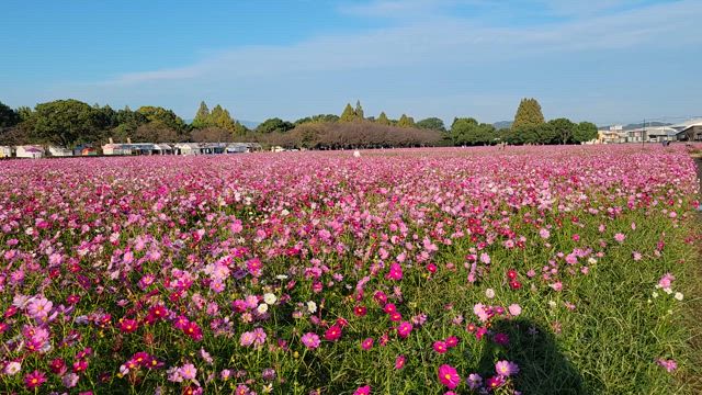 キリン甘木のコスモス畑～の記事動画
