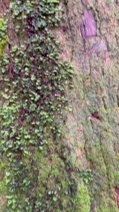 【奈良】「呼ばれた人しか辿り着けない」と言われている玉置神社 　秘境の十津川村の記事動画