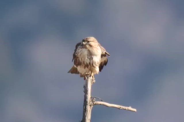 ノスリ棒の記事動画