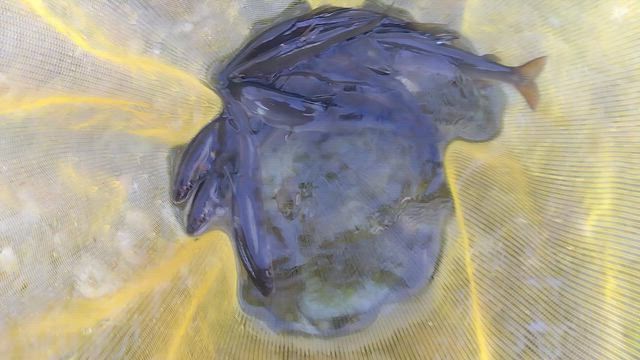 鮎釣り10.12の記事動画