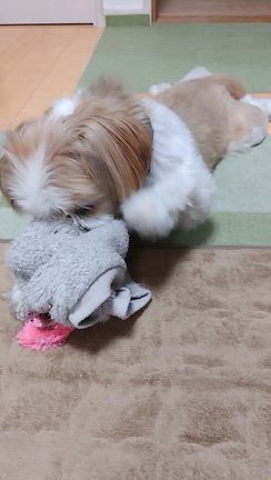 長男の病気のゆくえ&ウエストを細くすっぞの記事動画