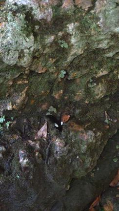 モンキアゲハとお朔日参りの記事動画