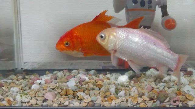 我が家の金魚は仲良しの記事動画