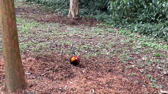 楽しい♡楽しい♡至福のシンガポールでの日常☆の記事動画
