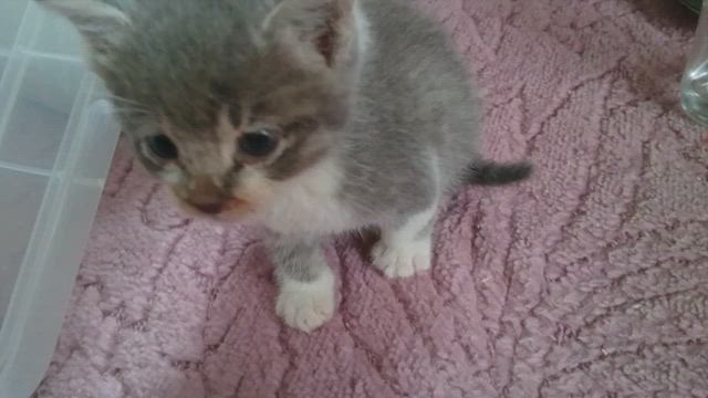 明日はお祝いだっピィよの記事動画