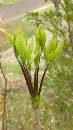 山菜採りの記事動画
