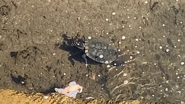 亀天国の記事動画