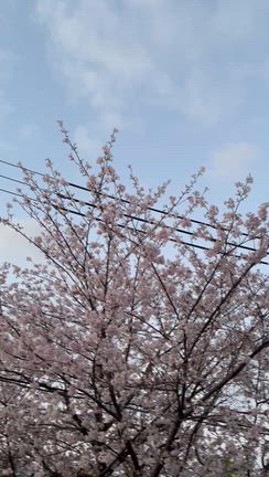 2箱分処分　朝の風景の記事動画