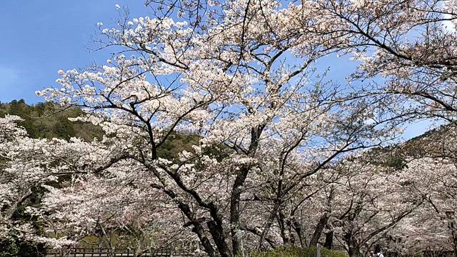 きいてよミルチョ…お花見したよの記事動画
