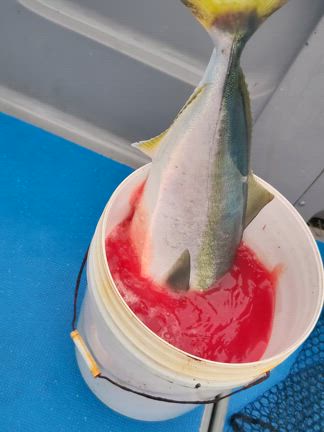 ISOMEの能登寒鰤宣言の記事動画