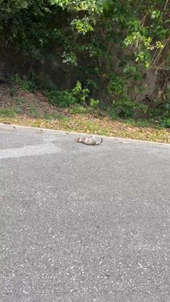 2025/6/24(火)町田体育館の記事動画