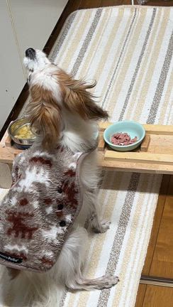 シニア犬腎不全末期の宣告から　奇跡がおきたの記事動画