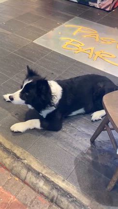 台湾2025 番外編(写真で一言)の記事動画