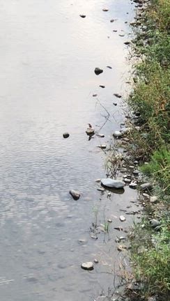 カワセミは幸せの青い鳥の記事動画