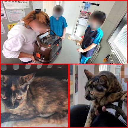 のぞみちゃん退院＆幸せ報告(^^♪の記事動画