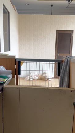 犬の気持ちは難しいの記事動画