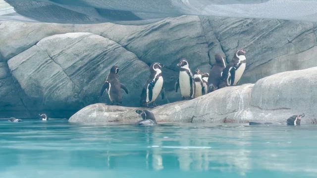 一枚　シリーズの記事動画