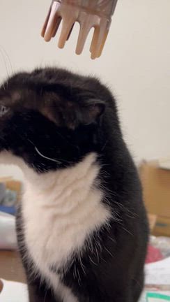 SULTANくんの頭部カッサ療法の記事動画