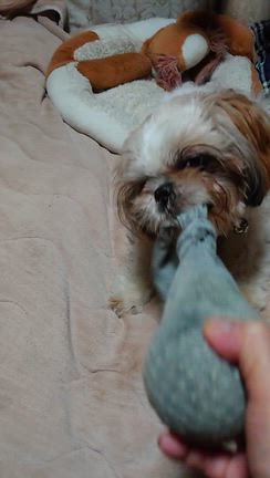 ぼくはみこと　　朝の散歩はなしだったんだっ！！の記事動画