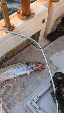 2025.11.29  1便　青物/サワラキャスティングの記事動画