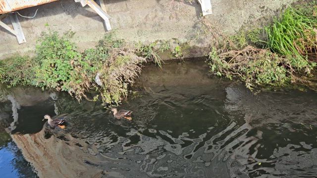 異次元から聞こえた鳥のさえずり！の記事動画