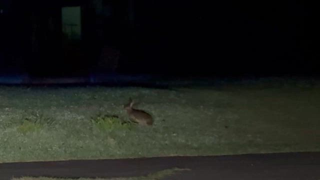 観光連れ回し開始の記事動画