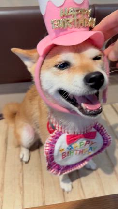 ひなこが、9歳になりました♡の記事動画