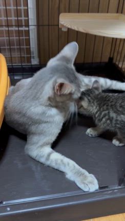 親子猫を保護しましたの記事動画