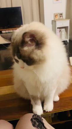 『“今宵の愁くんとママ♪♡”』の記事動画